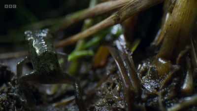 And they have an appetite
for baby toads. - Wild Isles