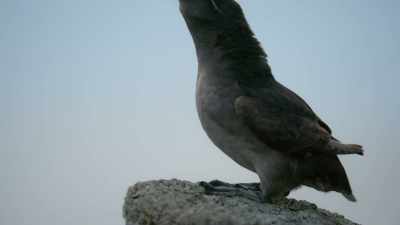 And having got it,
he breaks into song. - Frozen Planet II