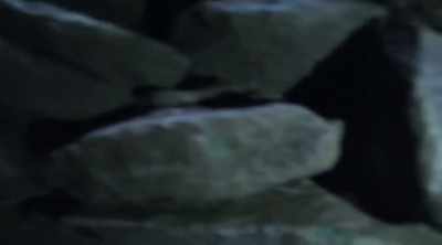 And he was blown away that - Alien Worlds: Giants and Hybrids