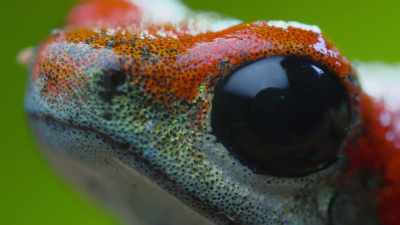 And yet he is one of
the deadliest creatures here. - Attenborough's Life in Colour
