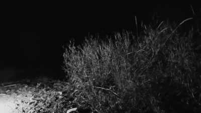  And hearing that whistle,
 I think - Expedition Bigfoot