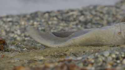 And heaving oneself
over the sand... - Frozen Planet II