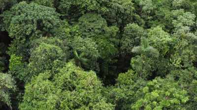 ..and help the tropical world
to heal itself. - The Green Planet