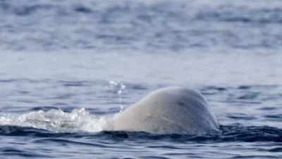 "And here at this inlet, at this
gathering, we saw that joyfulness," - Secrets of the Whales