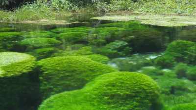 And here, when conditions
are just right, it's possible - The Green Planet