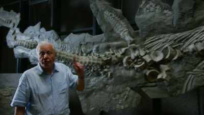 And here's another specimen
of Temnodontosaurus - Attenborough and the Sea Dragon