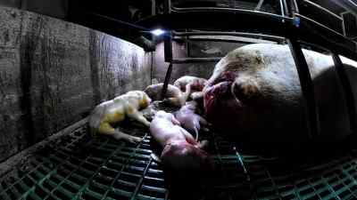 And here's the last one, more after birth, - Pignorant