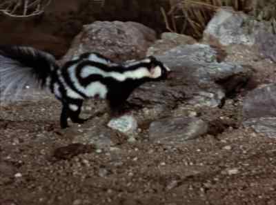 And whenever he's around,
somebody smells trouble. - The Living Desert