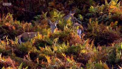 And he's at the top of his game. - Wales: Land of the Wild