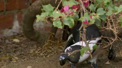 And he's gotta go through Mr. B. - Penguin Town