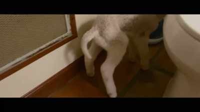 And he's peeing, - The Biggest Little Farm: The Return