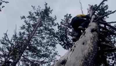 And he's still moving a little - Man vs. Wild