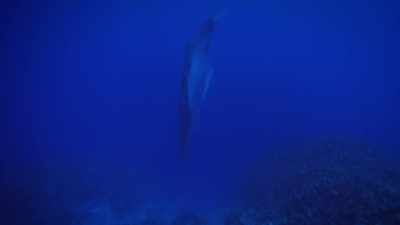 "And he's using the coral." - Secrets of the Whales