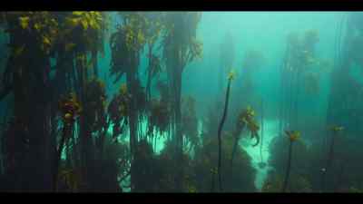 And hidden within one forest glade is - Our Oceans