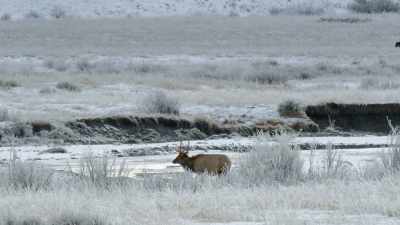 And hiding among the willows - Epic Yellowstone