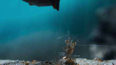 And while his prey
can easily see him coming... - The Secret Lives of Animals