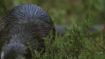 And his home range
may be as big as 600 square miles. - Wild Nordic