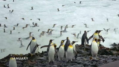 'And home
to more than a million penguins.' - A Year on Planet Earth