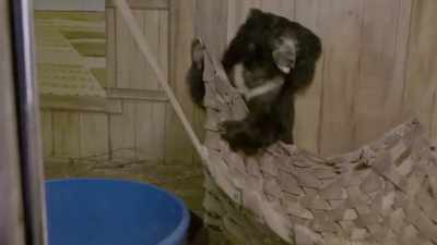 And hopefully as she
progresses into her cycle,
hopefully we see breeding - Secrets of the Zoo