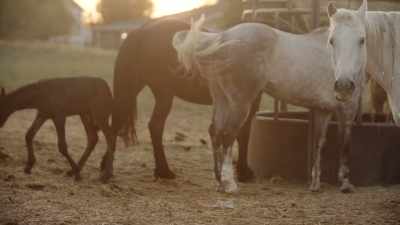 And how close we live to animals
and to each other - Human: The World Within