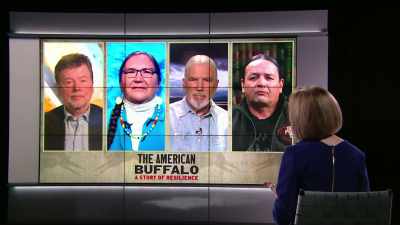 And how destructive
have Americans been? - The American Buffalo