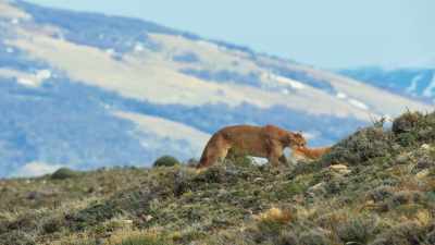 ...and her hungry cubs
are almost a mile away. - Seven Worlds, One Planet
