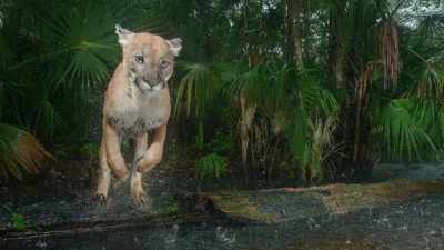 And I also see that this animal - Path of the Panther