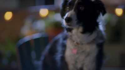 And I am fully confident
this crew can find out, - Cats & Dogs 3: Paws Unite