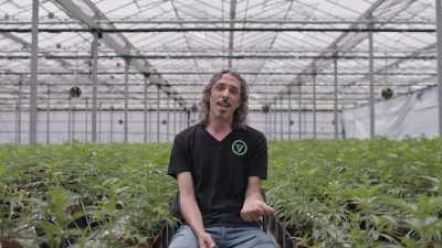 And I just basically call it
"daytime pot" and "nighttime pot." - Explained