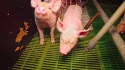 And I was looking down at their little beady eyes - Pignorant