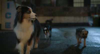 And I really don't miss
roasting in the car - Strays