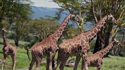 And I remember the first
time I saw it, I was stunned. - The Woman Who Loves Giraffes