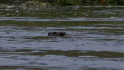 And I respect these
animals in the utmost. - Life Below Zero: Next Generation