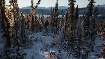 And I'’m gonna try to avoid
bringing a scent pull to the - Life Below Zero: Next Generation