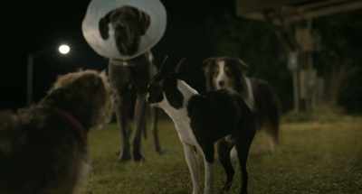 And I think the only reason
you claim to hate humans - Strays