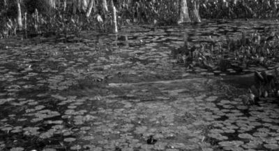 And I thought the Mississippi was something - Creature from the Black Lagoon