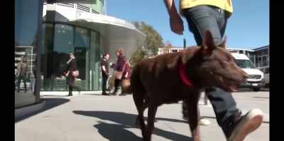 And I took him down - Koko: A Red Dog Story