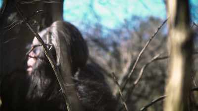 And I turn back toward the
forest and I talk out loud, - Secrets of the Sasquatch