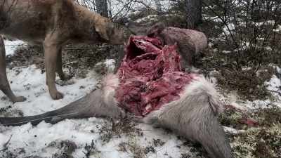 And I woke up the next day,
and it was gone. - Life Below Zero: Next Generation