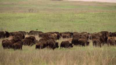 And, if we do, I think
America can look back - The American Buffalo