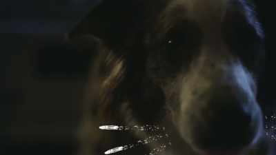 ♪ And I'll eat it all - Junkyard Dogs