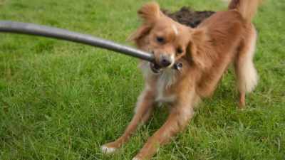 And I'm not... going back... to the pound. - The Healing Powers of Dude