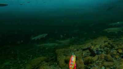 And I'm seeing fish just all
over the place down there. - Life Below Zero: Next Generation