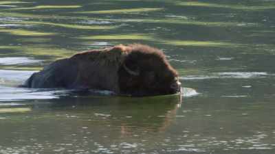 And in a remote corner - The American Buffalo