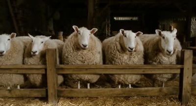 And in an ordinary barn - Charlotte's Web