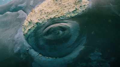 And in Antarctica, - Seven Worlds, One Planet