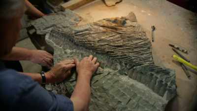 And, in doing so,
he's made a startling discovery. - Attenborough and the Sea Dragon