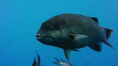 And in female terms,
he's particularly handsome. - Blue Planet II