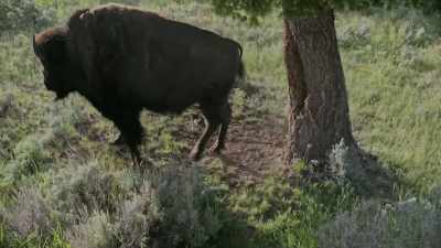 And in July and August, - Yellowstone: One-Fifty