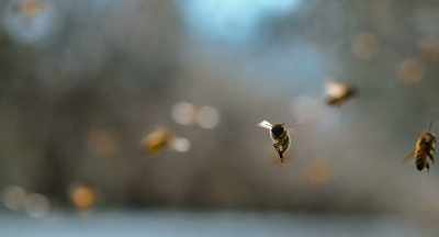 And in July,
we let the bees do their work - The Pollinators